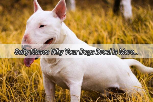 Salty Kisses Why Your Dogs Drool is More Than Just a Wet Spot